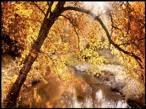 Rzeka, Jesień, Drzewa
