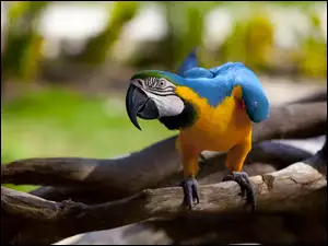 Papuga, Konar, Kolorowa