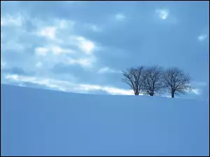 Śnieg, Zaspy, Drzewa, Mróz