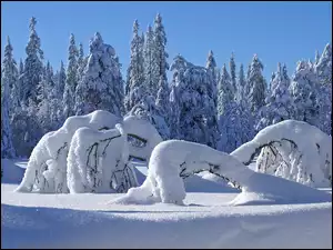 Śnieg, Las, Drzewa