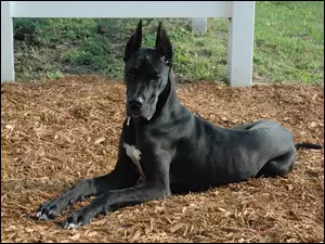 Duży, Niemiecki, Czarny, Dog