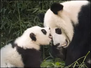 Młode, Miś, Panda
