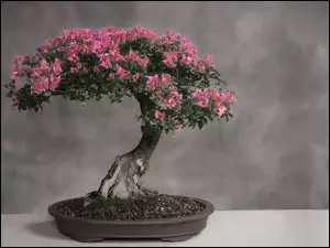 Bonsai, Małe, Drzewko