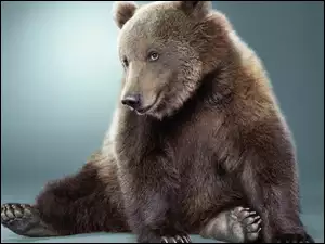 Niedźwiedź, Brunatny