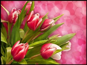 Serduszka, Kolorowe, Tulipany