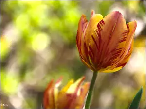 Tulipan, Żółto, Czerwony