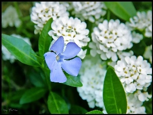 Kwiat, Barwinek, Niebieski