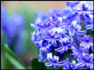 Kwiat, Niebieski, Hiacynt