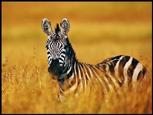 Samotna, Zebra
