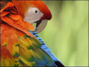 Papuga, Dziób, Kolorowe, Piórka