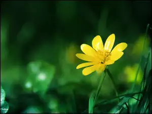 Kwiat, Żółty, Wiosenny