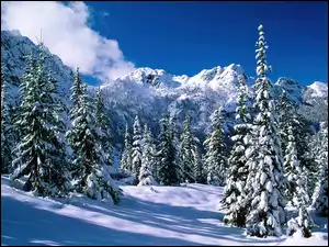 Zaśnieżone, Śnieg, Drzewa, Góry