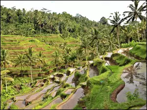 Bali, Ryżowe, Indonezja, Pola