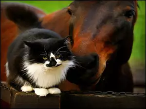 Koń, Kot, Przyjaciel