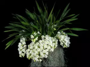 Liście, Białe, Kwiatuszki