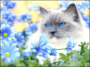 Kot, Margerytki, Niebieskie, Oczy