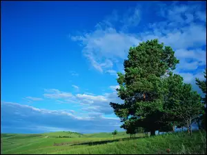 Drzewa, Niebo, Chmury, Błękitne