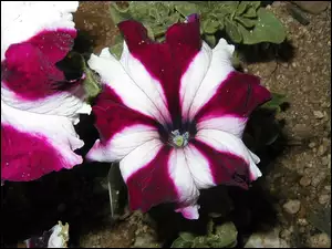 Dwubarwna, Petunia ogrodowa