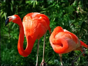Dwa, Flamingi