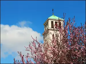 Wieża, Drzewo, Kościoła, Kwitnące