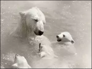 Woda, Niedźwiedźie, Polarne