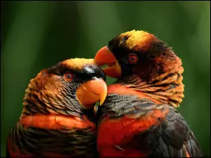 Dwie, Papużki