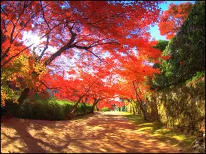 Drzewa, Kanzaki, Park