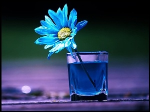 Niebieski, Woda, Kwiatek, Szklanka