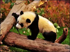 Kłody, Mała, Panda