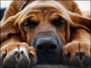 Bloodhound, Sen, Obroża, Odpoczynek