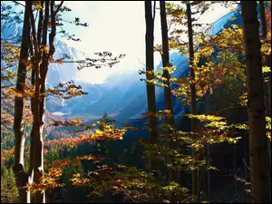 Jesień, Góry, Lasy