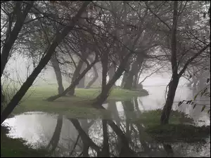 Mgła, Rzeka, Drzewa