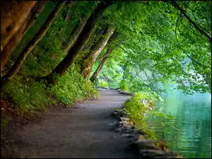 Park Narowodwy Plitwickie, Ścieżka, Woda, Drzewa