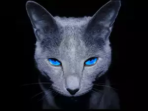 Kot, Oczy, Spojrzenie, Niebieskie