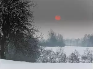 Zima, Słońce, Drzewa, Cerwone