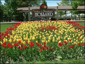 Czerwone, Holandia, Żółte, Tulipany