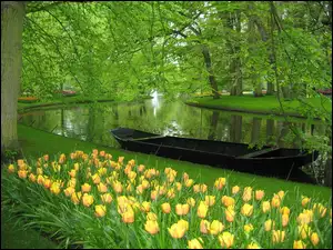 Tulipany, Park, Rzeka