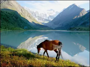 Góry, Trawa, Jezioro, Koń
