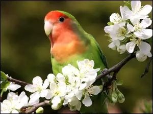 Papuga, Owocowego, Kwiaty, Drzewa