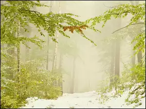 Droga, Mgła, Drzewa, Śnieg