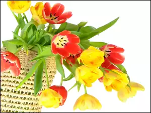 Tulipany, Kosz, Kolorowe