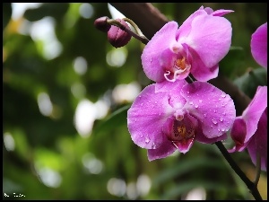 Fioletowy, Orchidea, Storczyk