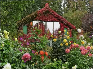 Dacza, Kolumbia, Ogród, Kwiaty
