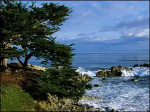 Kalifornia, Pacyfik, Drzewa