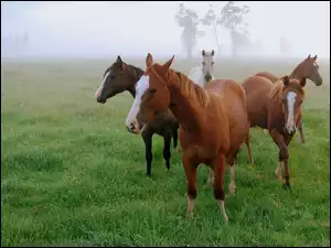 Mgła, Konie, Pastwisko