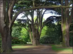Alejka, Park, Drzewa