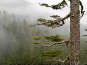 Drzewo, Las, Mgła, Konary