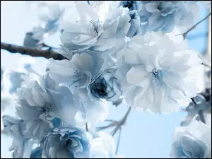Błękitne, Kwiaty