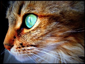 Oczy, Kot, Zielone