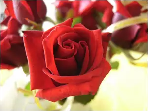 Czerwony, Wstążka, Kwiat, Róży